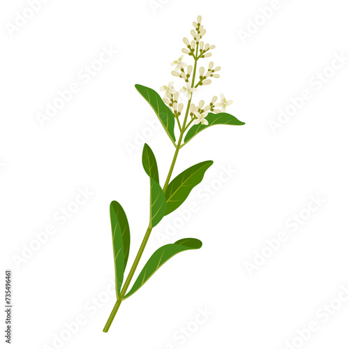 Vector illustration  privet plant  scientific name Ligustrum vulgare  isolated on white background.