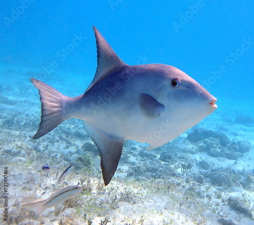 caribbean sealife