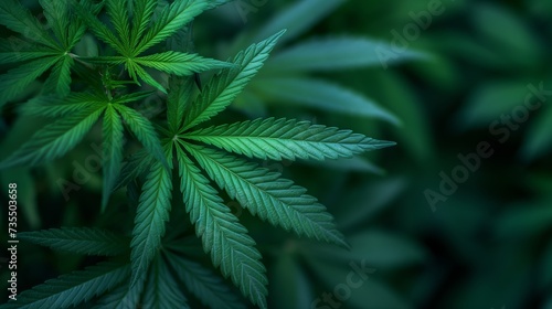 Marijuana cannabis leaf background