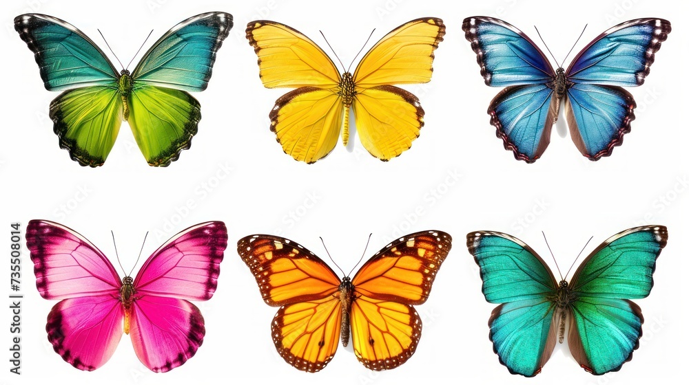 Set of beautiful and colorful butterflies isolated on white background. Set of beautiful and colorful butterflies isolated on white background.