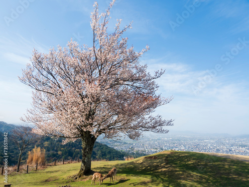 春爛漫の若草山