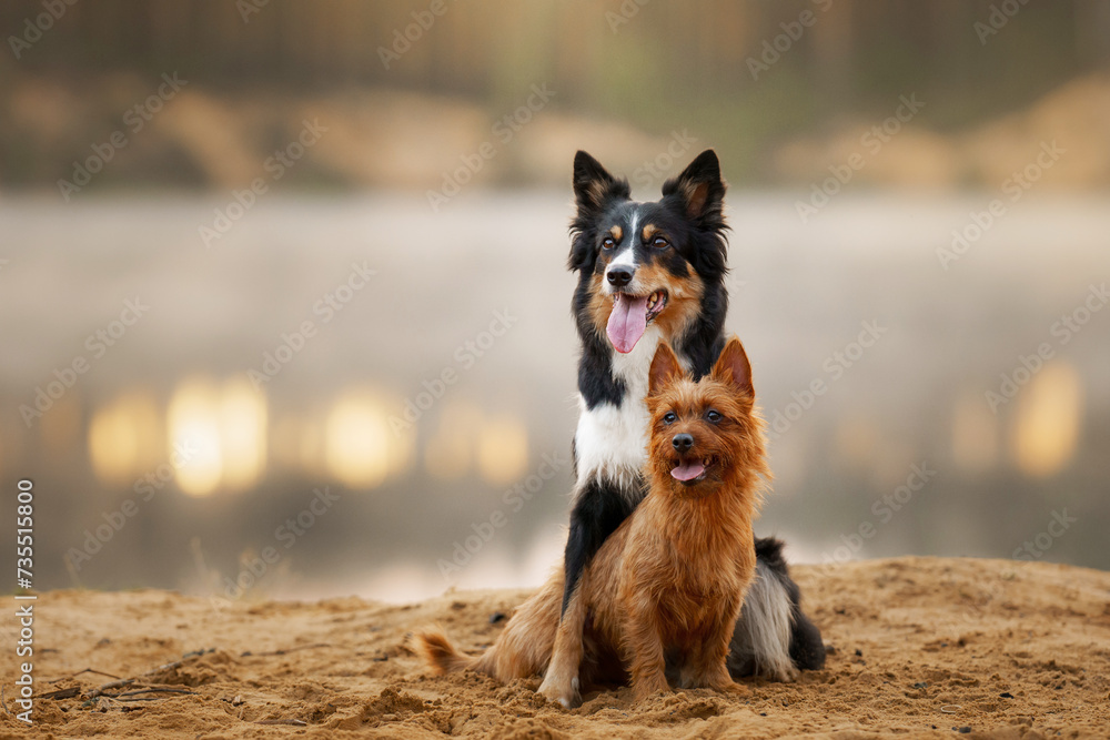 A Border Collie and an Australian Terrier dogs share a serene moment together, their glossy coats contrasting with the soft, sandy terrain and calm water behind them.