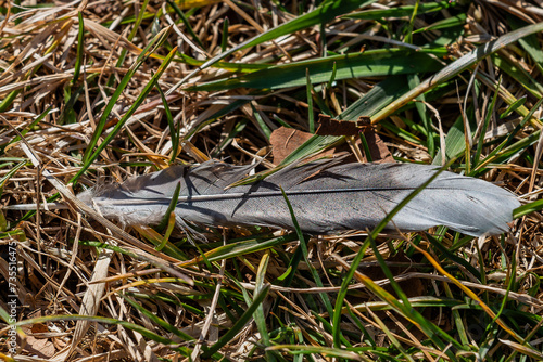 A Feather on the Battlefield, Antietam Maryland USA photo