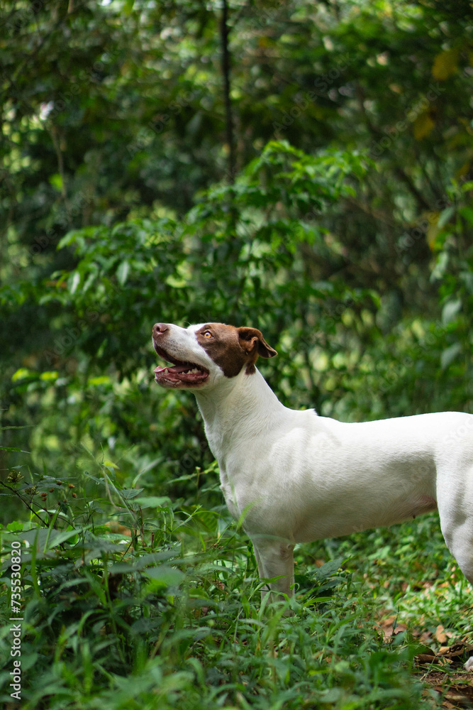 Pitbull in nature Pitbull in nature