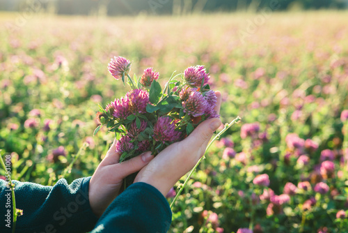 Woman picking clover in clover field.Womans and red clover flowers.Alternative medicine and homeopathy. Collection of red clover.