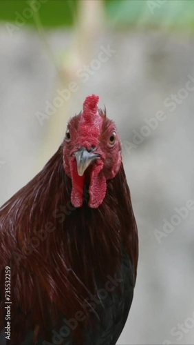 Vertical Close-up portrait of a rooster. Chicken head