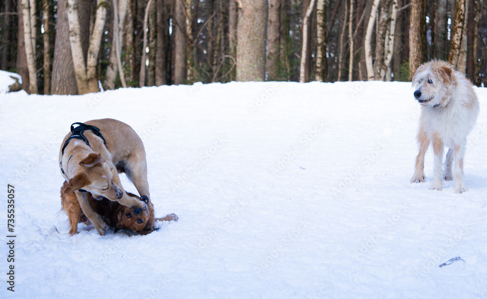 Two Dogs Having Fun in the Snow While Another Dog Watches Two Dogs Having Fun in the Snow While Another Dog Watches