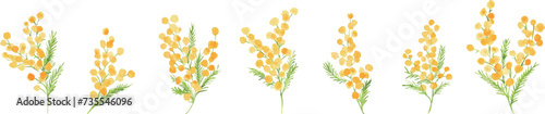 水彩画。水彩タッチのミモザベクターイラスト。ミモザの春イラスト。植物のシンプル背景セット。Watercolor painting. Mimosa vector illustration with watercolor touch. Mimosa spring illustration. Simple background set of plants.
