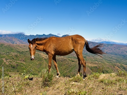 horse in the field © Aaron