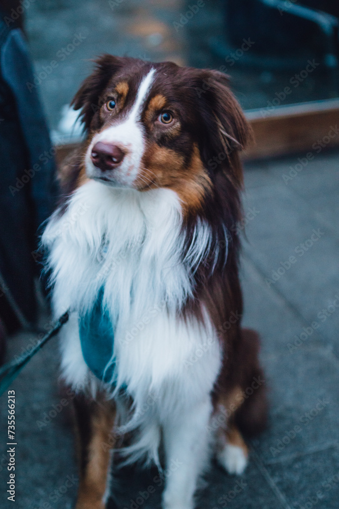 portrait of brown and white Australian shepherd dog sitting upright portrait of brown and white Australian shepherd dog sitting upright