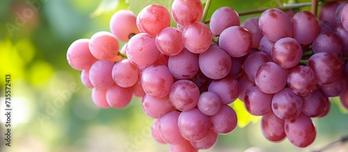 Ripe juicy grape clusters hanging from a lush green vine in a bountiful vineyard