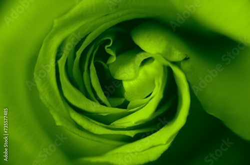 Zielona róża