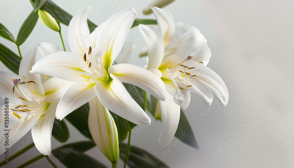 Fototapeta premium White lily flowers on light background; perfect for postcard or wallpaper