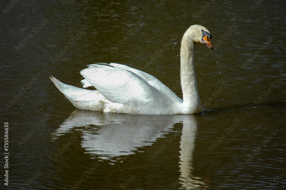 Majestic Swan on Tranquil Water Majestic Swan on Tranquil Water