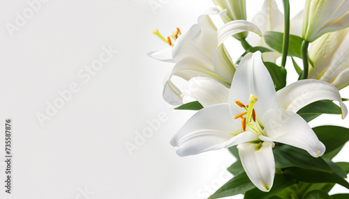 white lily flowers banner. White lily flower on white background. Floral wedding card, celebration, invitation, farewell greeting, condolence.