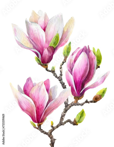  Watercolor floral illustration with blooming pink magnolia flowers and branches isolated on white background  © Andina