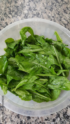 Hortaliça em salada de folhas verdes de rúcula.