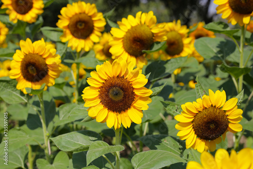 Fototapeta Naklejka Na Ścianę i Meble -  Blooming sunflower fields. Beautiful yellow flower