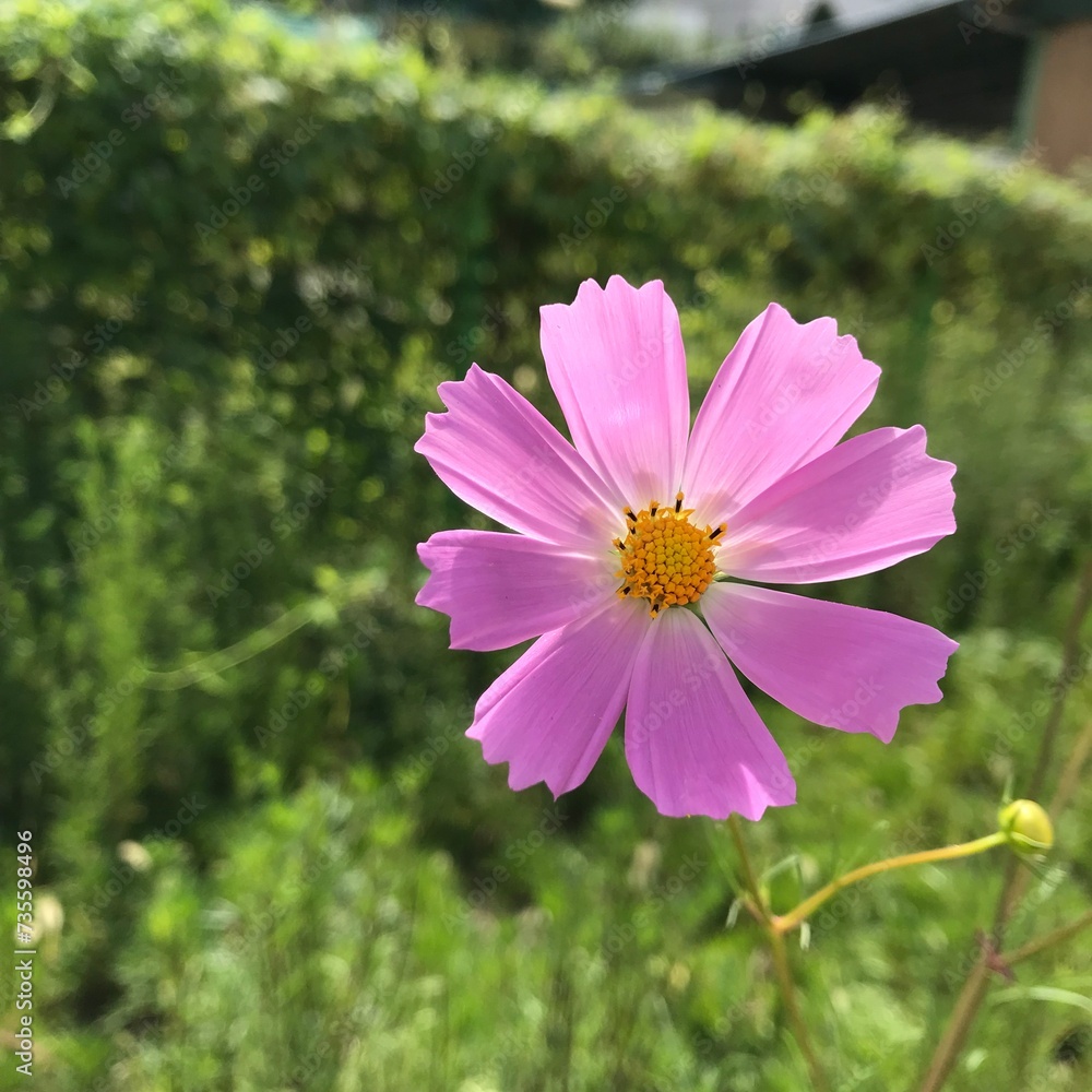Obraz premium cosmos flower