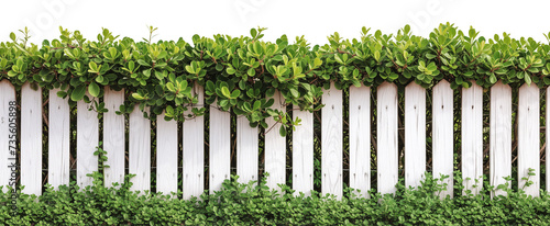 Wooden picket fence painted in white with green bushes climbing over, isolated on a transparent background. PNG element for landscape design. photo