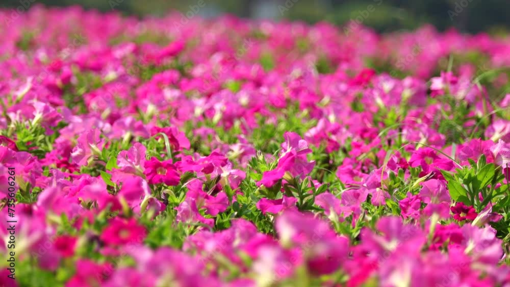 Beautiful flower garden, A Beautiful pitunia flower in the garden. Blooming beautiful park is decorated with pitunia flowers on a green leaf background sway in the wind. Beautiful flower garden, A Beautiful pitunia flower in the garden. Blooming beautiful park is decorated with pitunia flowers on a green leaf background sway in the wind.