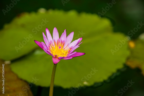 View of the lotus flower on the pond