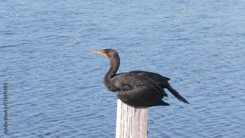 Double-crested Cormorant Resting in Florida wetlands