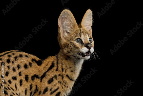 Closeup Serval Cat standing with opened mouth isolated on Black Background in studio