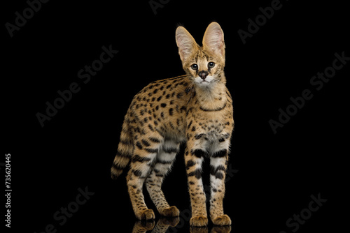 Stunning Serval Cat, piercing gaze stand out isolated on Black Background in studio