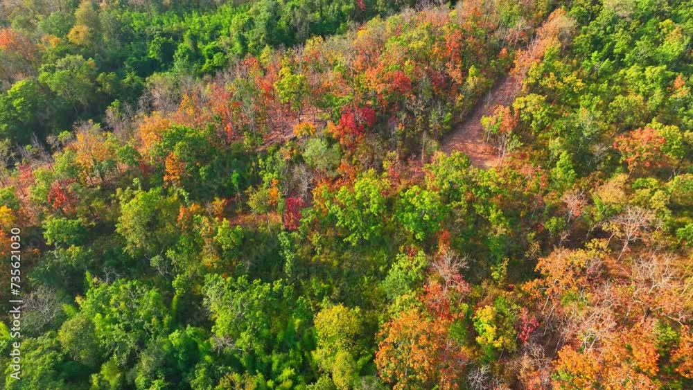The dynamic transformation of Thailand's Deciduous Dipterocarp Forest is on display. Drone footage reveals the seasonal leaf shedding, painting the landscape in vivid red, yellow, and orange. 4K.
The dynamic transformation of Thailand's Deciduous Dipterocarp Forest is on display. Drone footage reveals the seasonal leaf shedding, painting the landscape in vivid red, yellow, and orange. 4K.