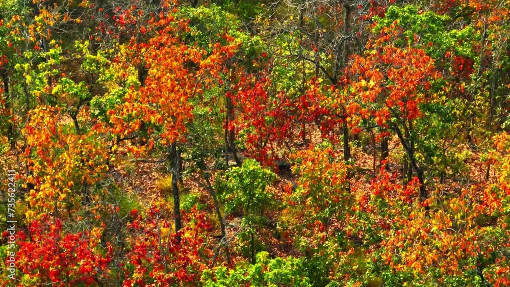 Behold the enchanting dry dipterocarp forest in Thailand, a captivating sight from above, where nature's artistry is on full display, with a harmonious blend of green and brown hues. Stock footage.
Behold the enchanting dry dipterocarp forest in Thailand, a captivating sight from above, where nature's artistry is on full display, with a harmonious blend of green and brown hues. Stock footage.