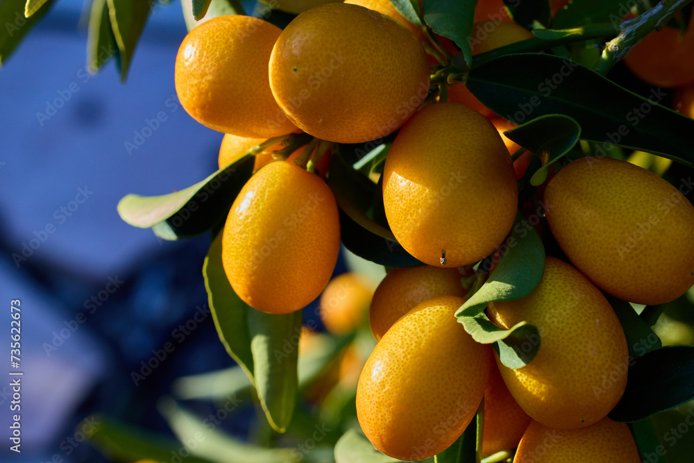Cumquat fruit on the tree