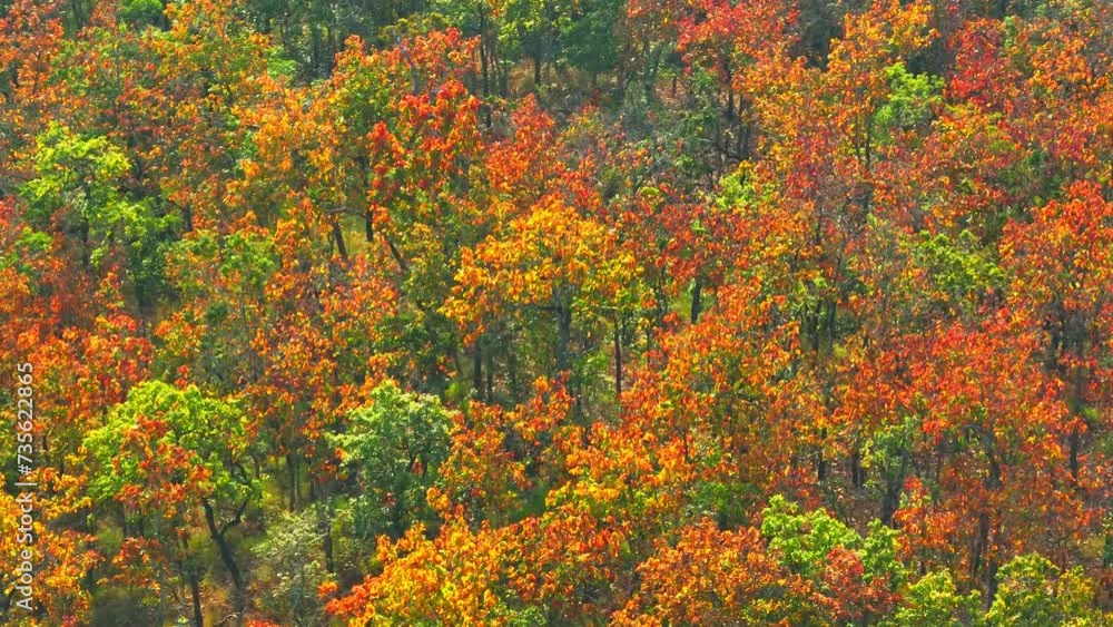 In early dry season, leaves in Thai Deciduous Dipterocarp Forest gracefully transform into a stunning mosaic of red, yellow, and orange hues, as captured from an aerial drone perspective. Film stock.
In early dry season, leaves in Thai Deciduous Dipterocarp Forest gracefully transform into a stunning mosaic of red, yellow, and orange hues, as captured from an aerial drone perspective. Film stock.