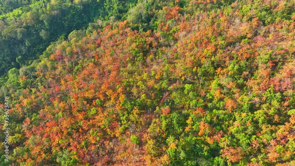 Explore Thailand's Deciduous Dipterocarp Forest as it sheds its leaves in a vibrant display of colors, offering a dazzling spectacle from the sky. Ecological diversity concept. Aerial stock footage.
Explore Thailand's Deciduous Dipterocarp Forest as it sheds its leaves in a vibrant display of colors, offering a dazzling spectacle from the sky. Ecological diversity concept. Aerial stock footage.