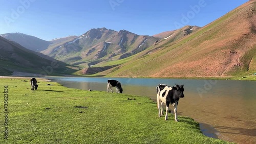 Lake Bolshoy Arashan is located at an altitude of 2770 m . Cows graze on the background of mountains near a mountain lake in Uzbekistan. Namangan region. Moraine lake. Angren Plateau, Tien Shan. 4K photo