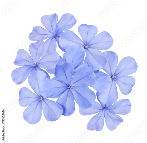 White plumbago or Cape leadwort flowers. Close up blue-purple flowers bush isolated on transparent background.