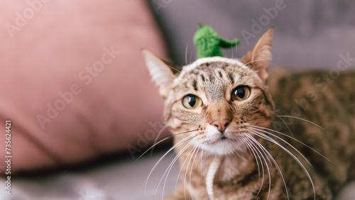 A delightful portrait captures the beauty of young tabby kittens at home, their cute and curious expressions making them charming and adorable domestic pets