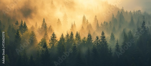 Majestic forest landscape with misty fog and tall trees in the sky