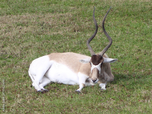 addax