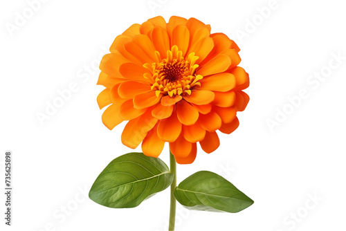 orange zinnia flower isolated on white background or transparent png background