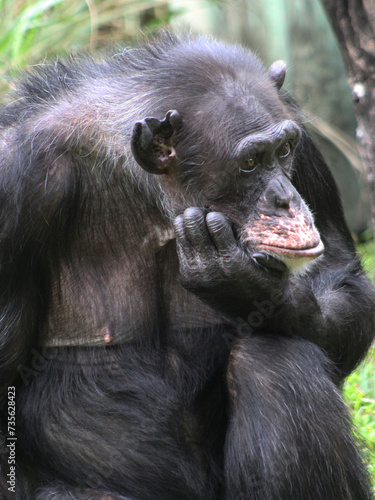 pondering chimp
