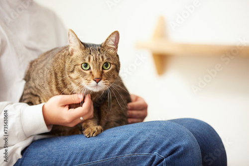 Wallpaper Mural 人に抱きかかえられている猫 Torontodigital.ca