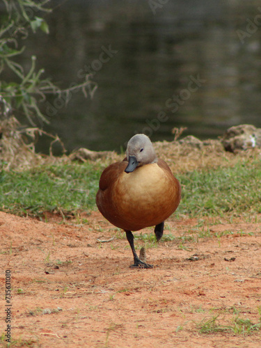 duck walking