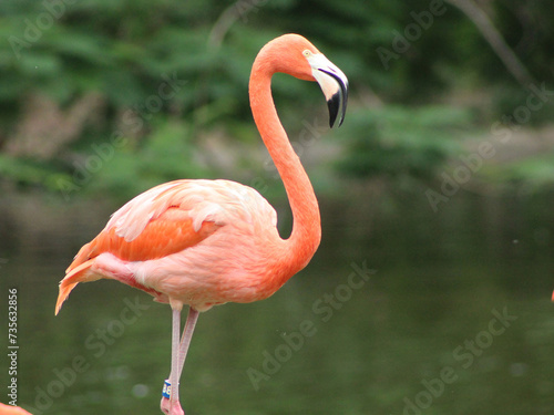 flamingo