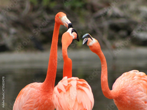 bickering flamingos