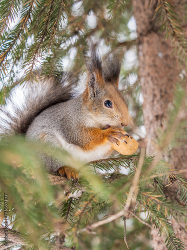 The squirrel with nut sits on tree in the winter or late autumn © Dmitrii Potashkin