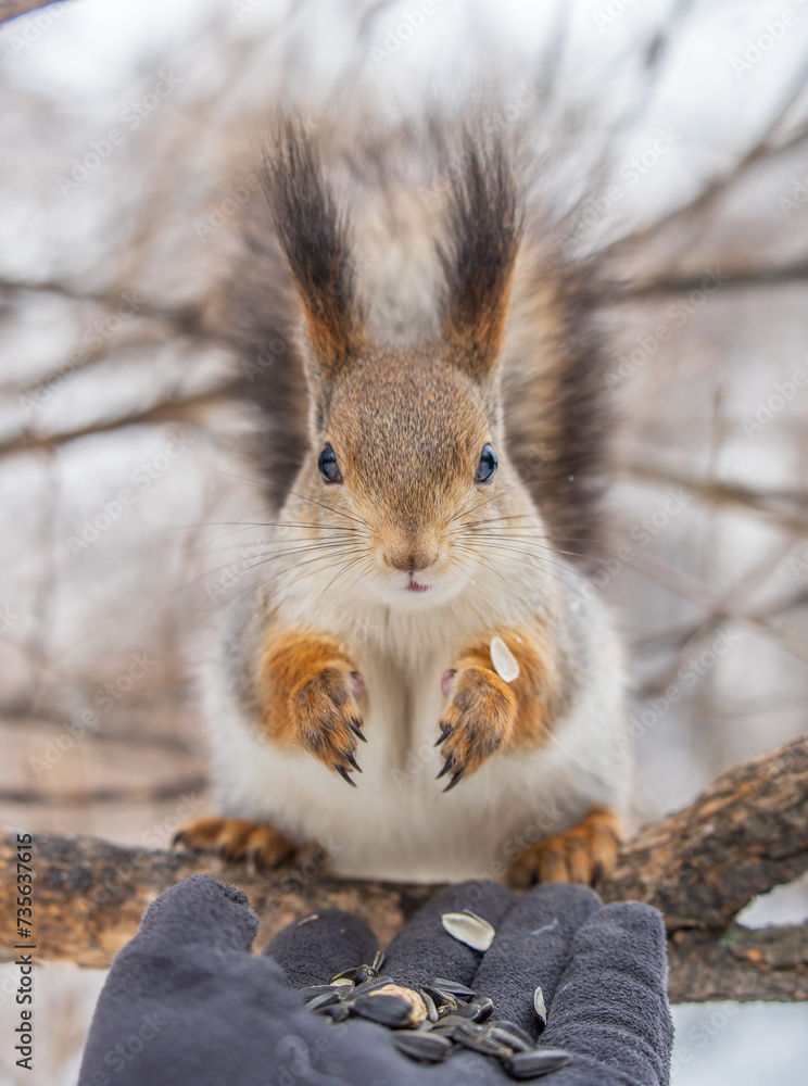 Squirrel eats nuts from a man's hand. Caring for animals in winter or autumn. Squirrel eats nuts from a man's hand. Caring for animals in winter or autumn.