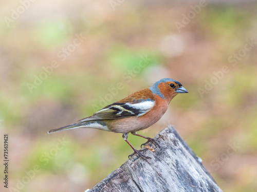 Common chaffinch, Fringilla coelebs, sits on a tree. Common chaffinch in wildlife.