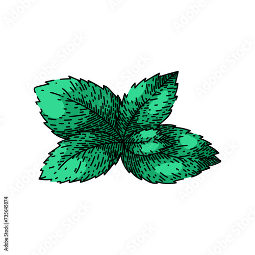mint mint sketch hand drawn vector