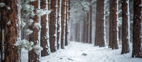 Winter wonderland scene with snowy pine trees and serene snowfall in a peaceful forest setting
